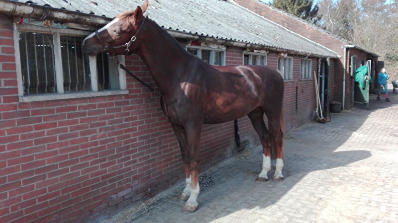 Afbeelding