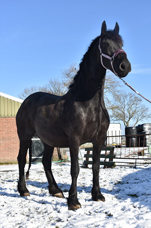 Afbeelding
