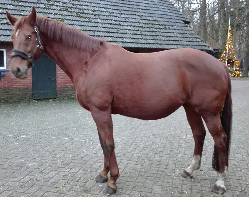 Afbeelding