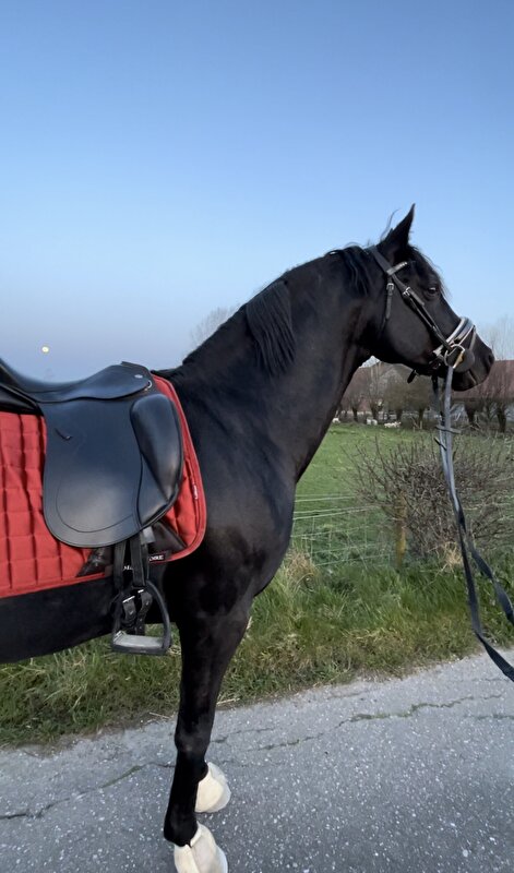 Afbeelding