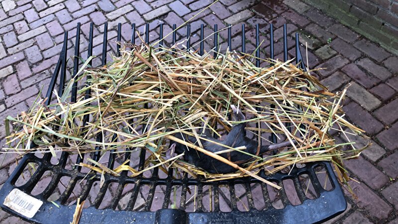Afbeelding