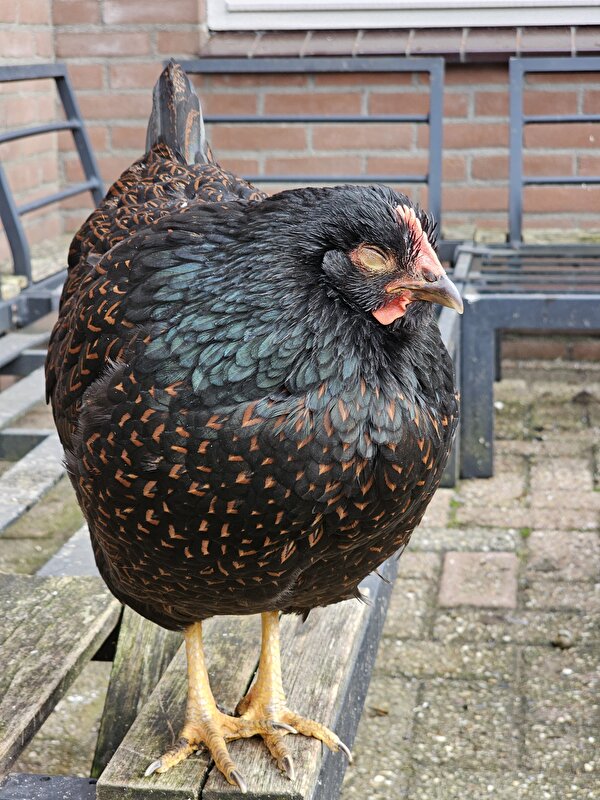 Afbeelding