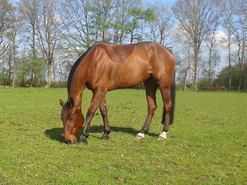 Afbeelding