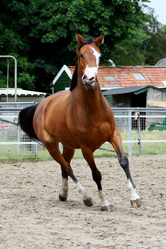 Afbeelding