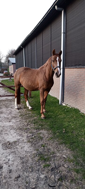 Afbeelding