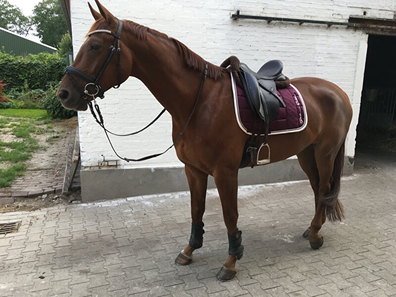 Afbeelding