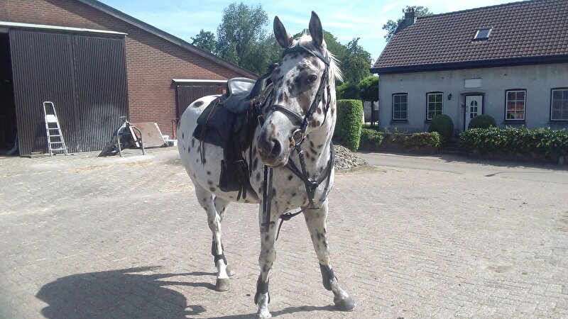 Afbeelding