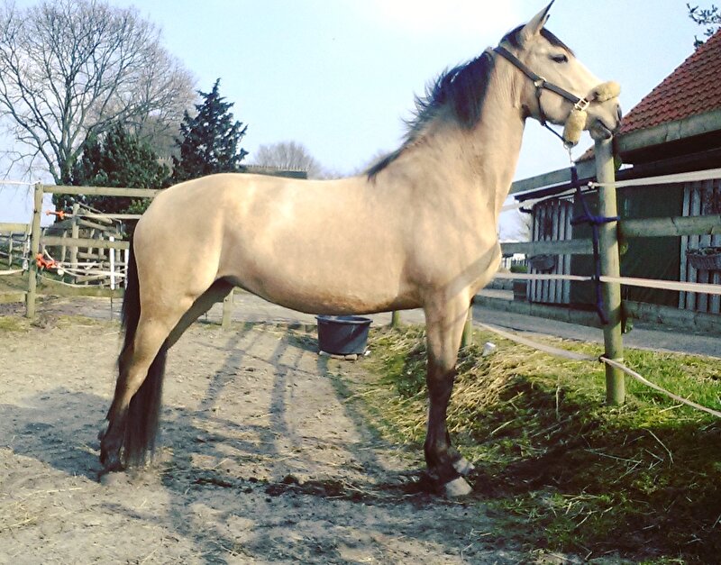 Afbeelding