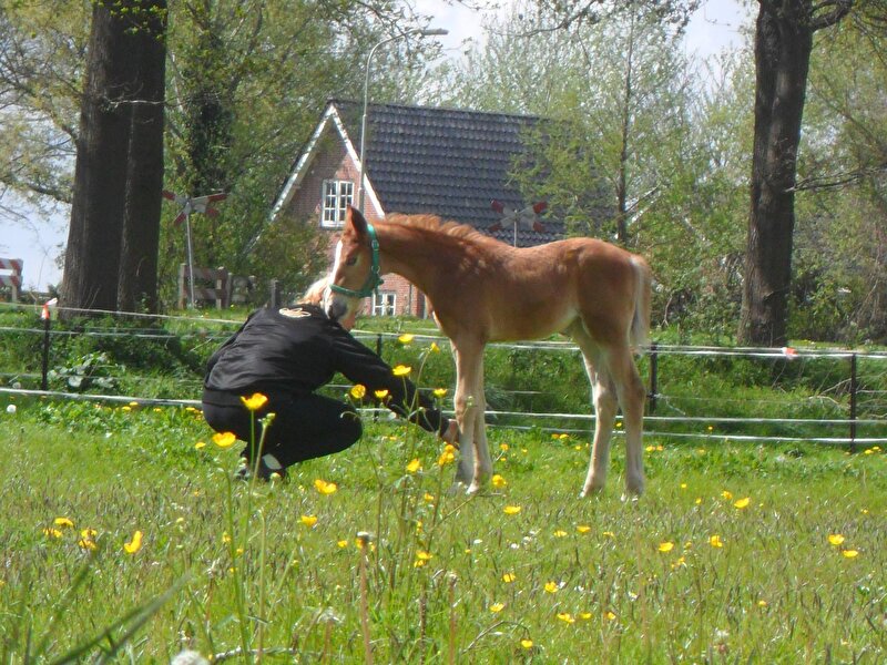 Afbeelding