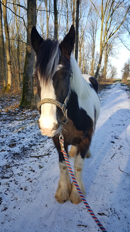 Afbeelding