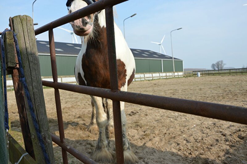 Afbeelding
