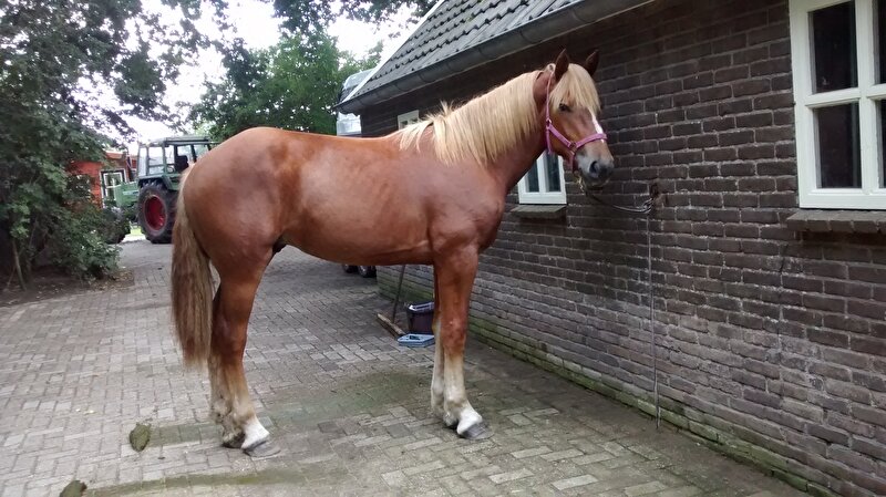 Afbeelding