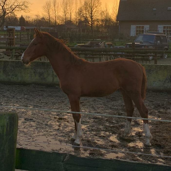 Afbeelding