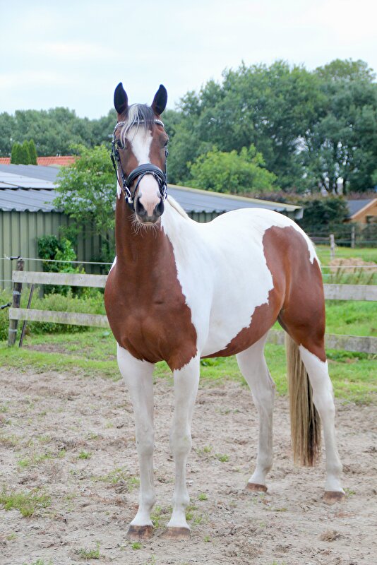 Afbeelding