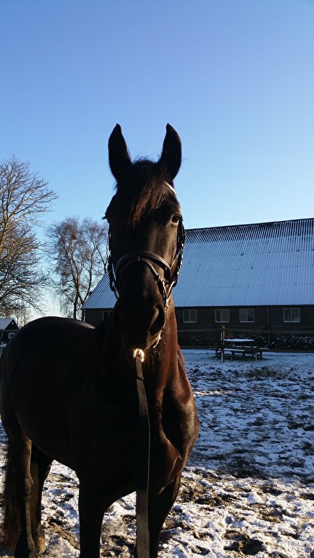 Afbeelding