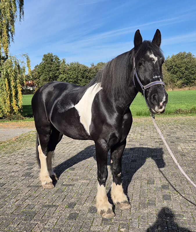 Afbeelding