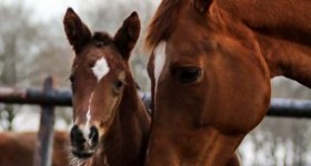 Novalaika v.High five x Jawiaka d-oc v.Etoile