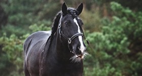 Tinker Gigy voor mijn eigen lens