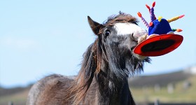 Het is tijd voor een feestje!