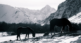 Pony's kijken in de Kaukasus