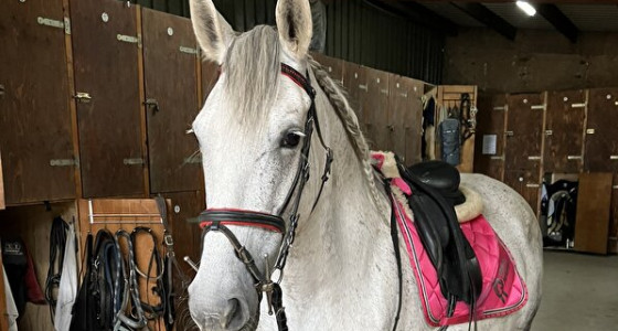 Mijn trauma pony....