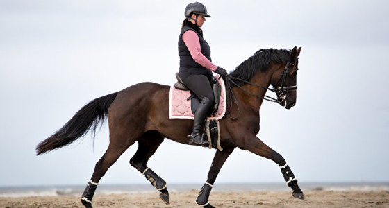 Dressuurtopper Juna is fotomodel op het strand!