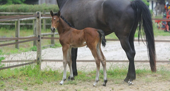Tomyris... een echte allrounder: Impressive x Haarlem x Vainqueur