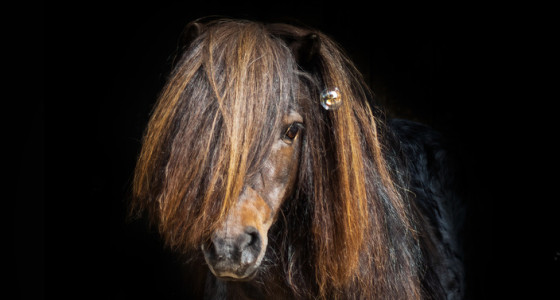 Fotoshoot van Ozzy the Man...