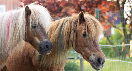 Kleurrijke pony's