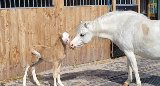 Welkom lieve Blue