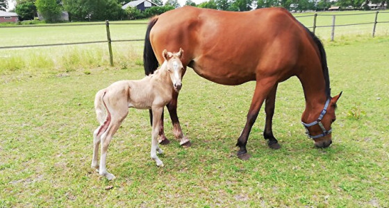 Na een spannende dracht knappe palomino geboren