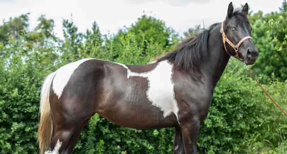 LC Tecum Special Moon alweer 3 jaar bij ons