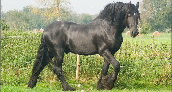 Wessel, bijna 20 jaar oud alweer...