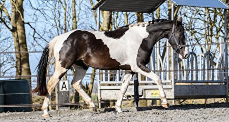 Hengstenkeuze Barock pinto