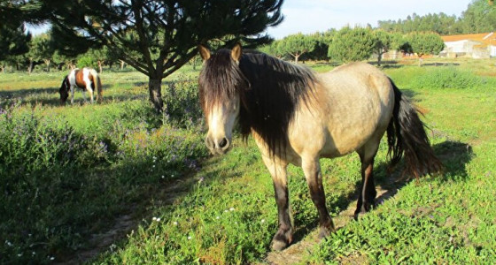 Paardentehuis in Portugal update