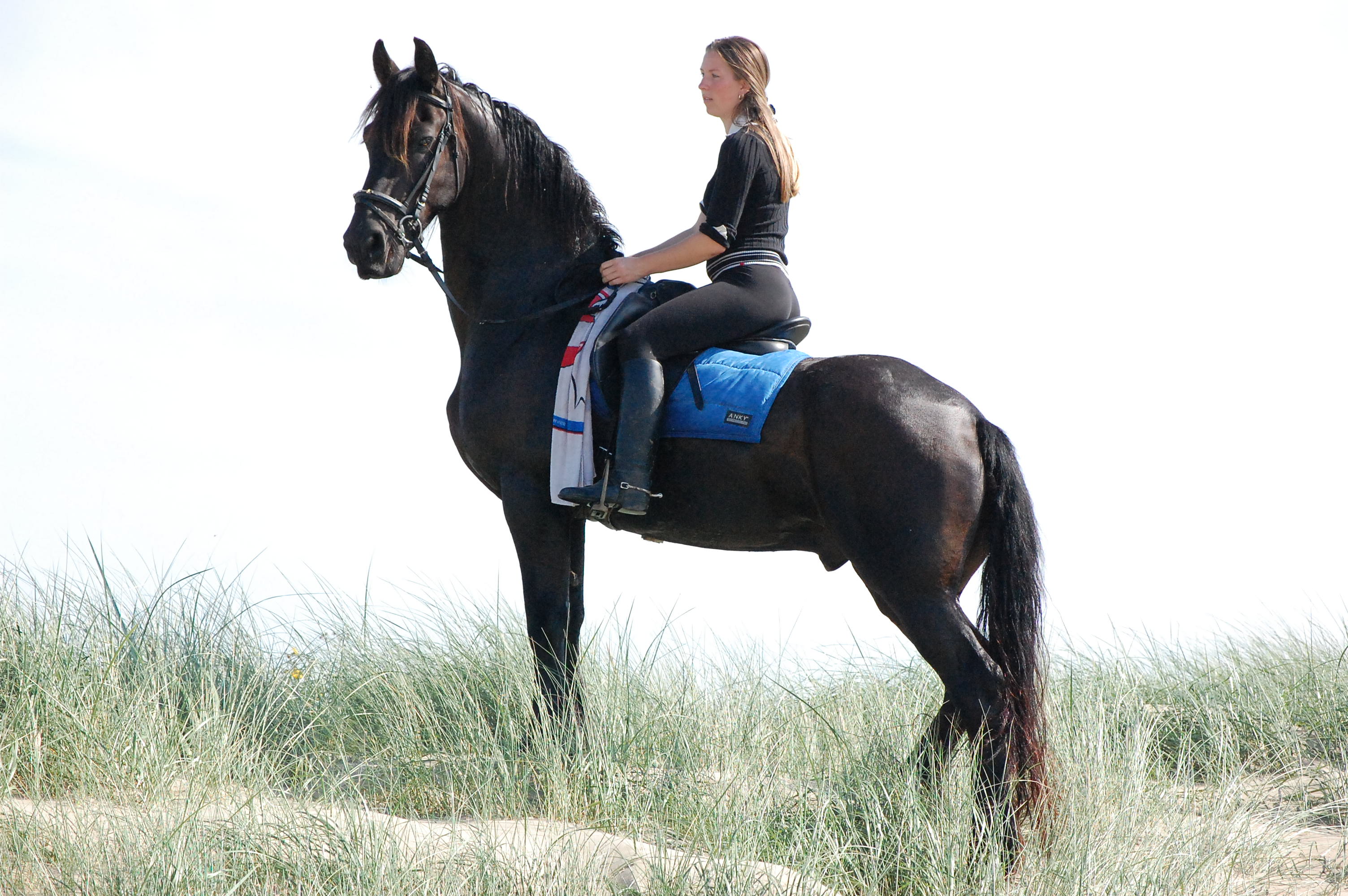 Prachtige barok friese paard koop | Bokt.nl