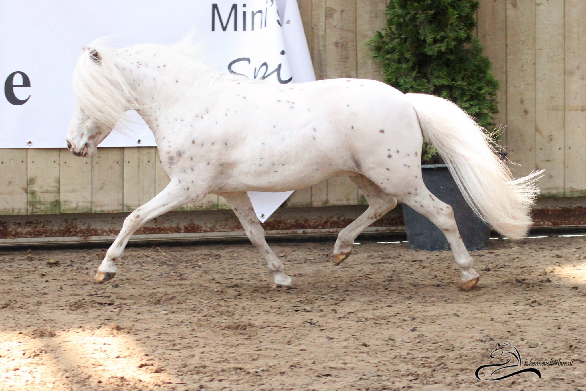 Ter dekking: panterbonte mini appaloosa hengst | Bokt.nl