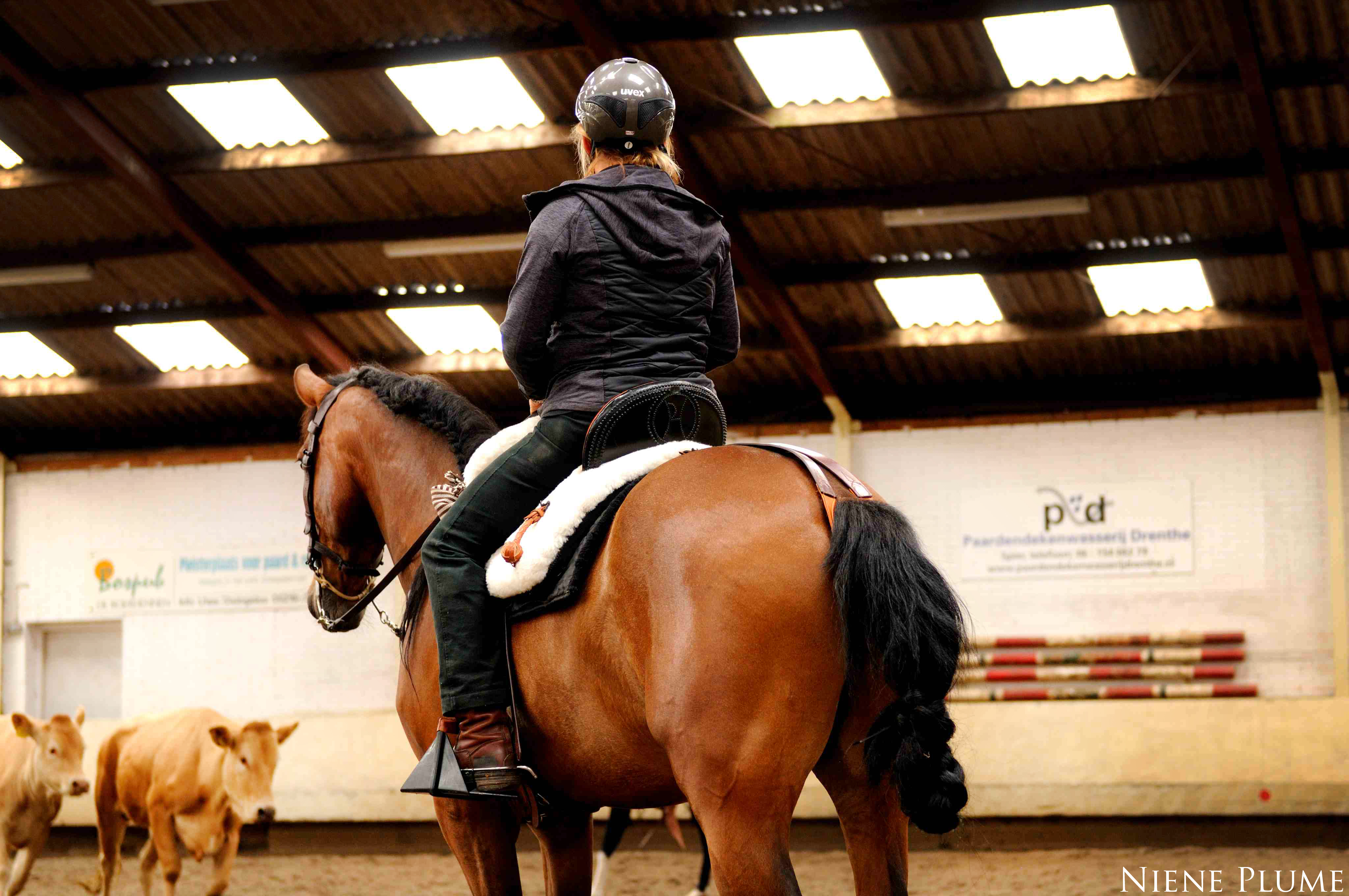 3daagse clinic Cowwork drywork/horsemanship met Jeff Sanders Bokt.nl