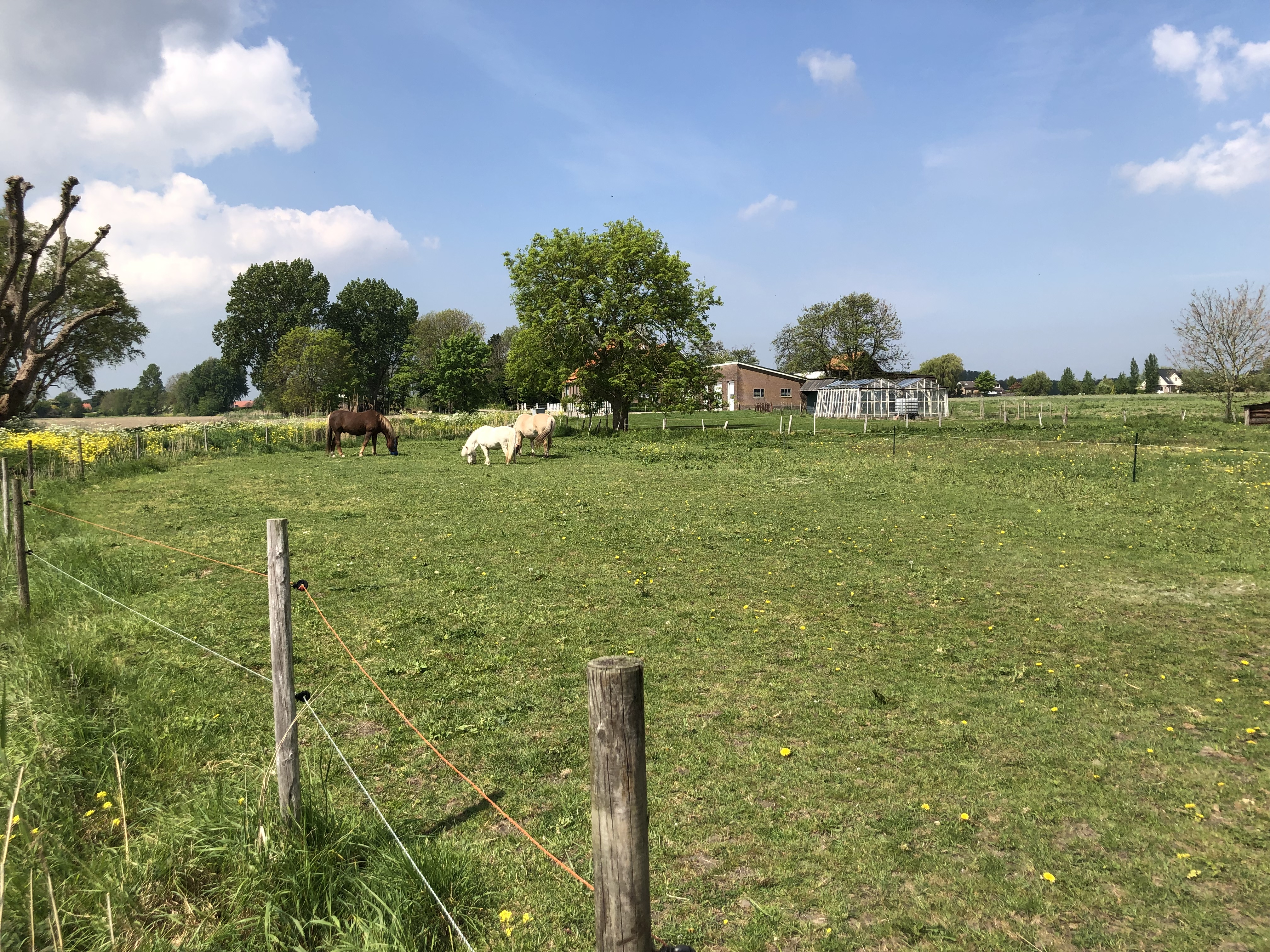 fijn plekje voor lieve sociale pony | Bokt.nl