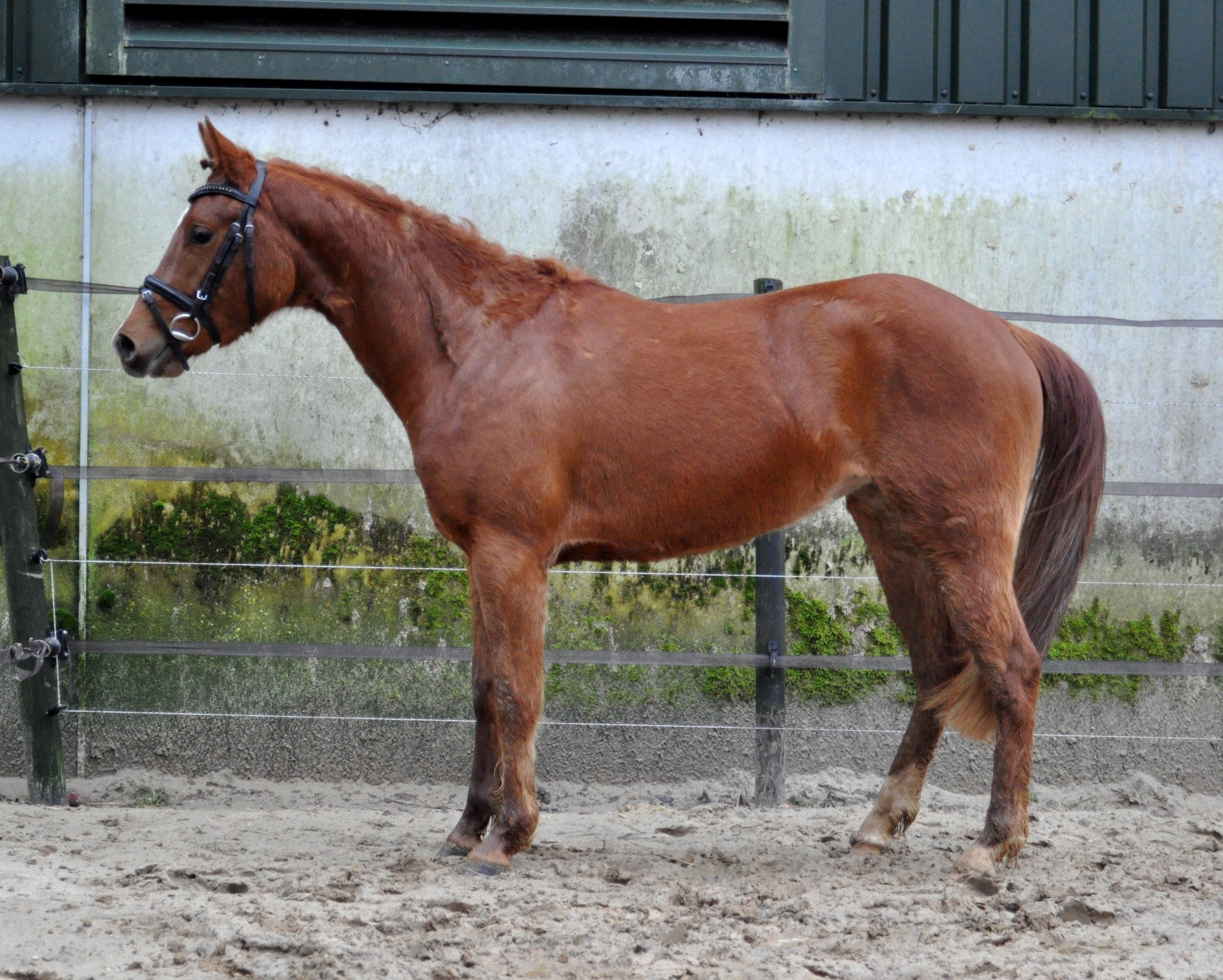 ontspannen overschot kraai Te koop 2,5 jarige D pony merrie | Bokt.nl