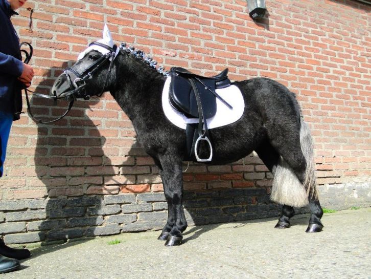 Nieuw sport pony mini shet/ mini paard met spullen | Bokt.nl XF-19