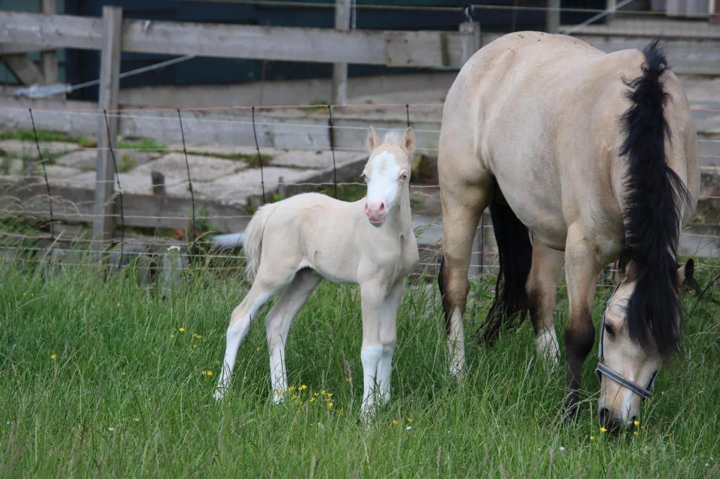 Mooi Lief Welsh Veulen Bokt nl mooi-lief-welsh-veulen-bokt-nl