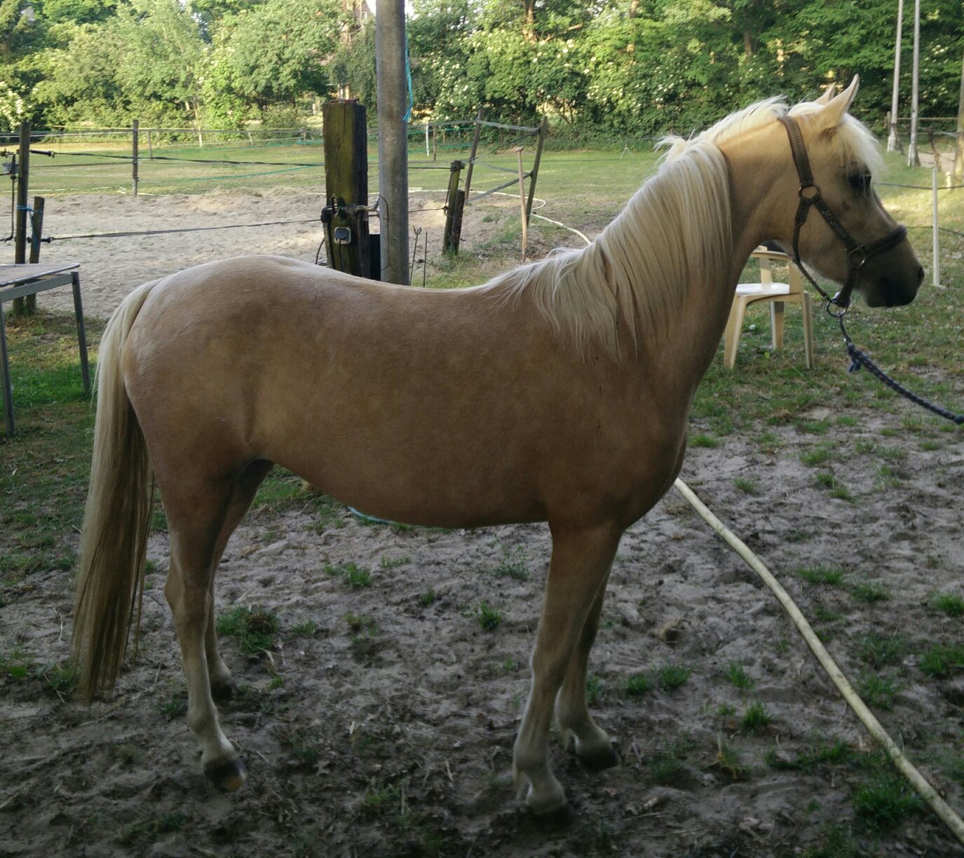 prachtige A pony te koop Bokt.nl