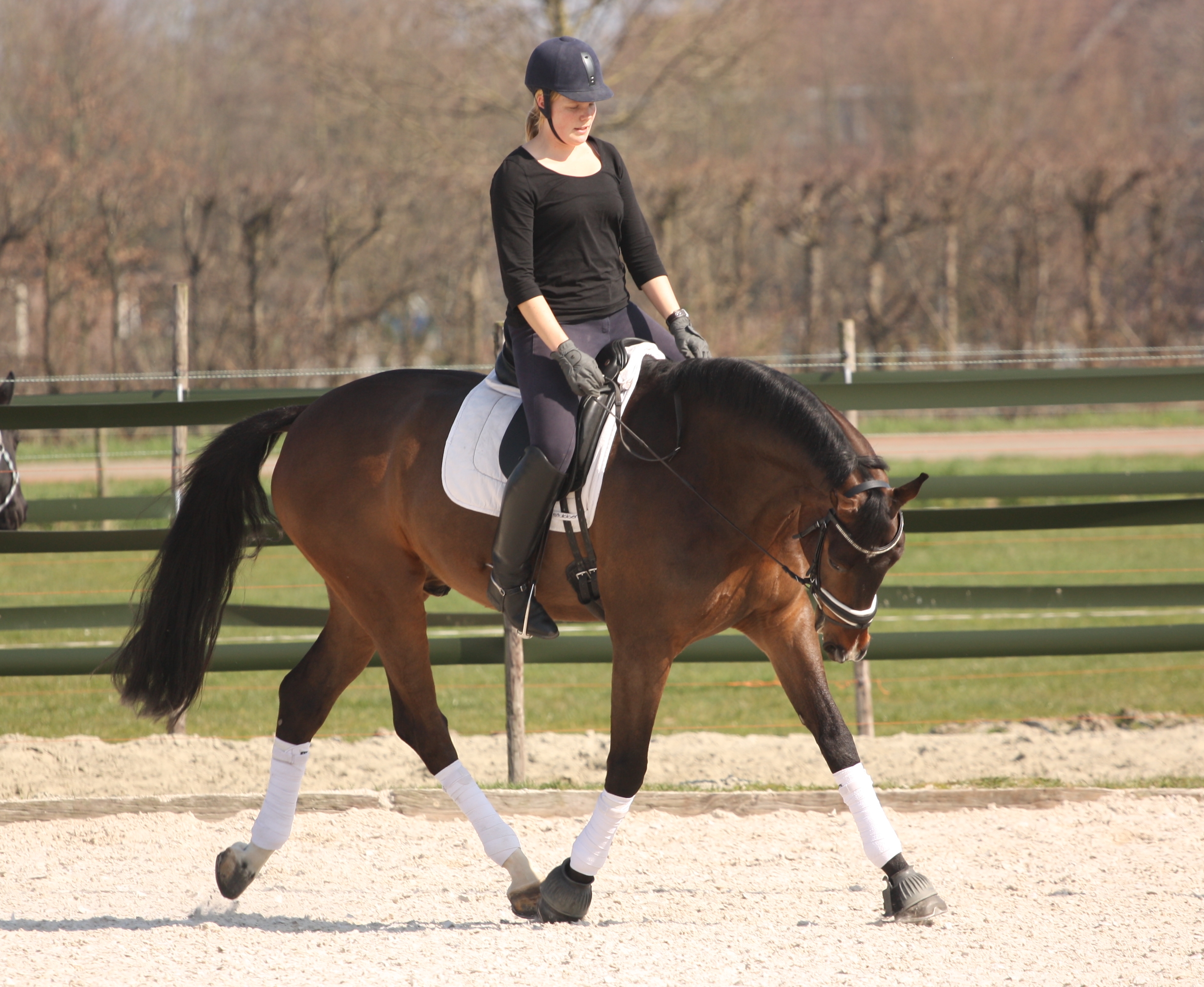 Z dressuur amazone voor training en/of begeleiding! Bokt.nl