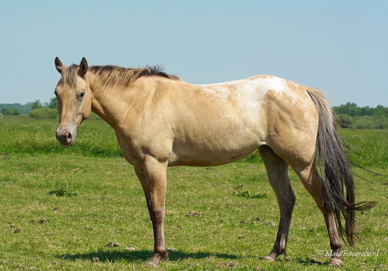 Amerikaanse Appaloosa's | Bokt.nl