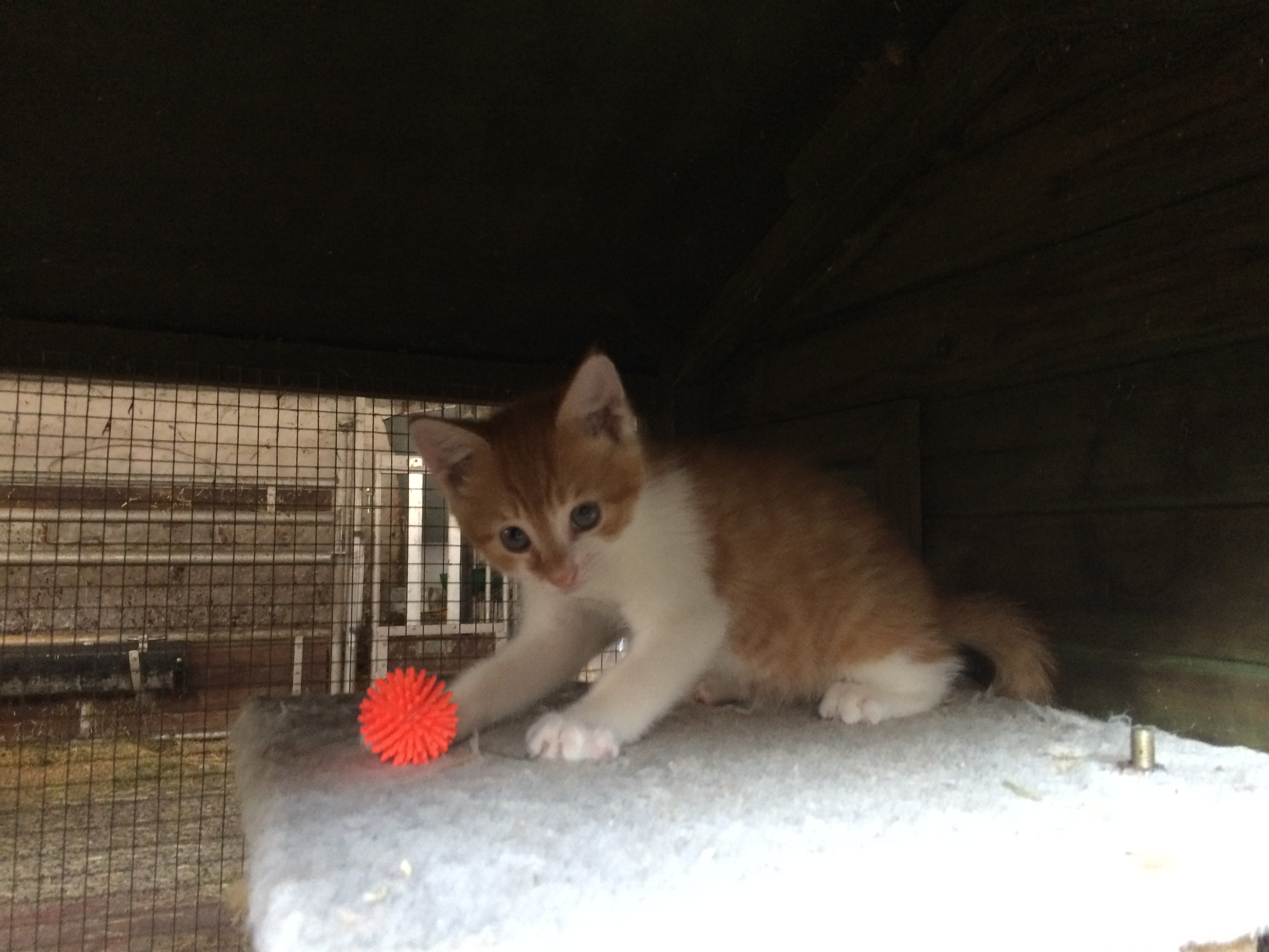 Zeer lieve jonge poesjes ( kitten, kittens) te koop | Bokt.nl