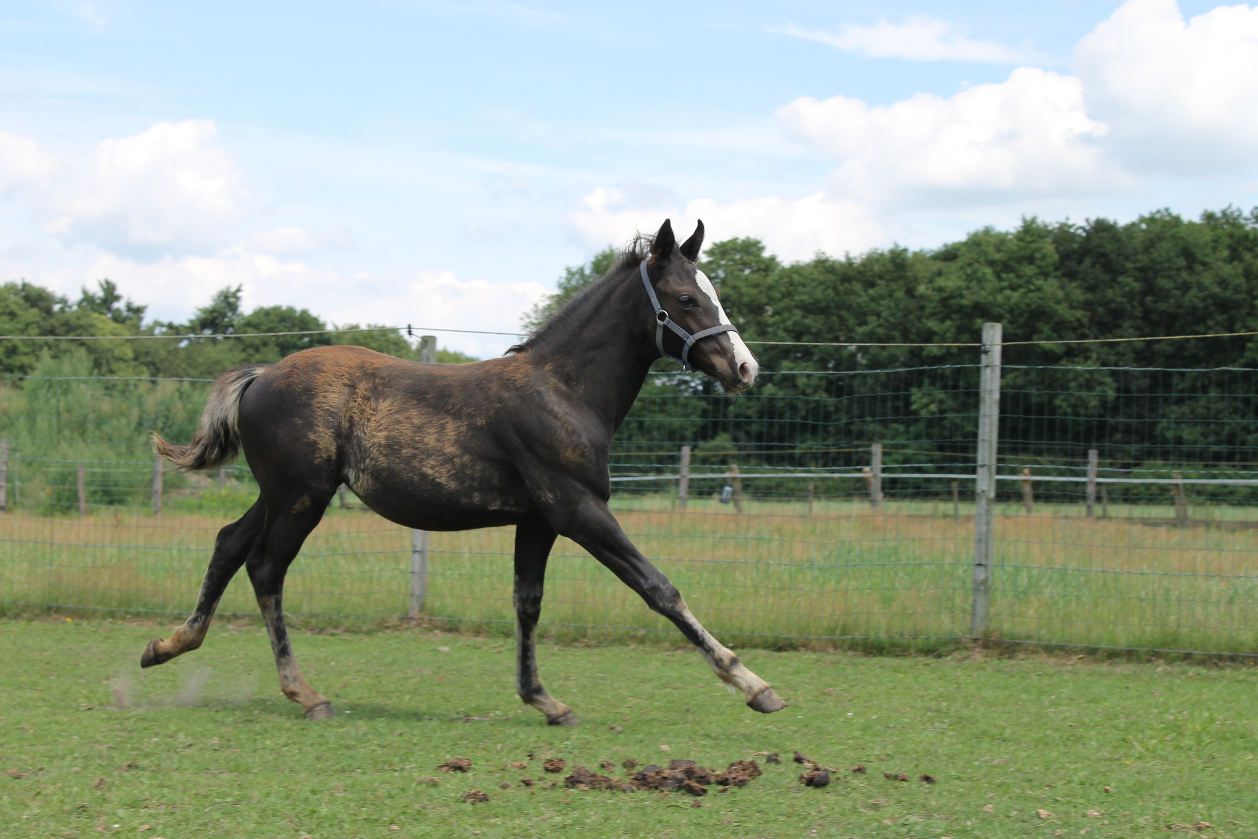 Super lieve haflinger x quarter kruising te koop Bokt.nl