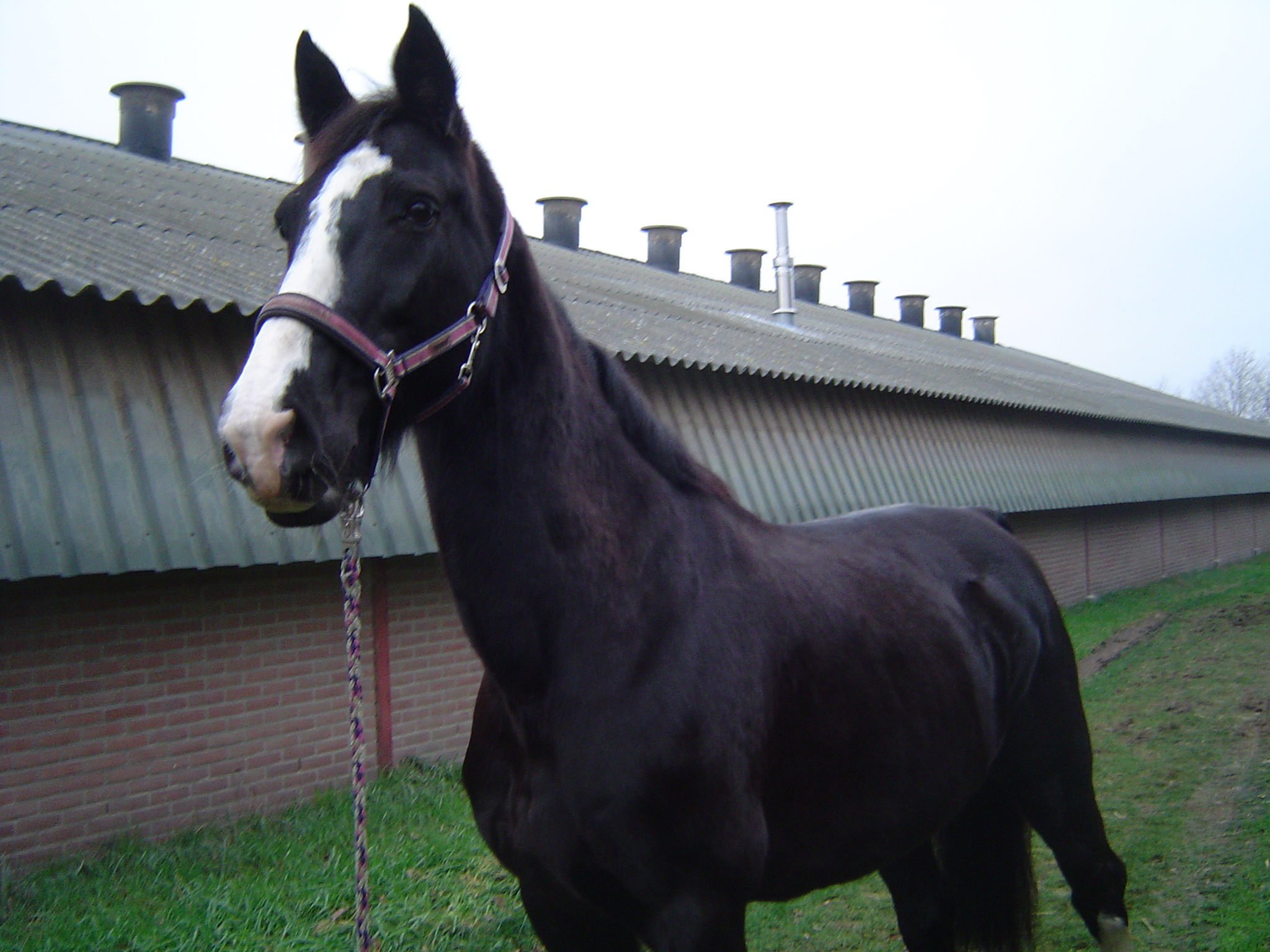 Zeer Leuk Buitenritten Paard! Merrie, 1.65m, 13 Jaar | Bokt.nl