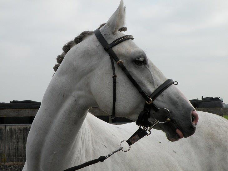 5 jarige KWPN ruin Zurich X Julio Mariner Bokt.nl