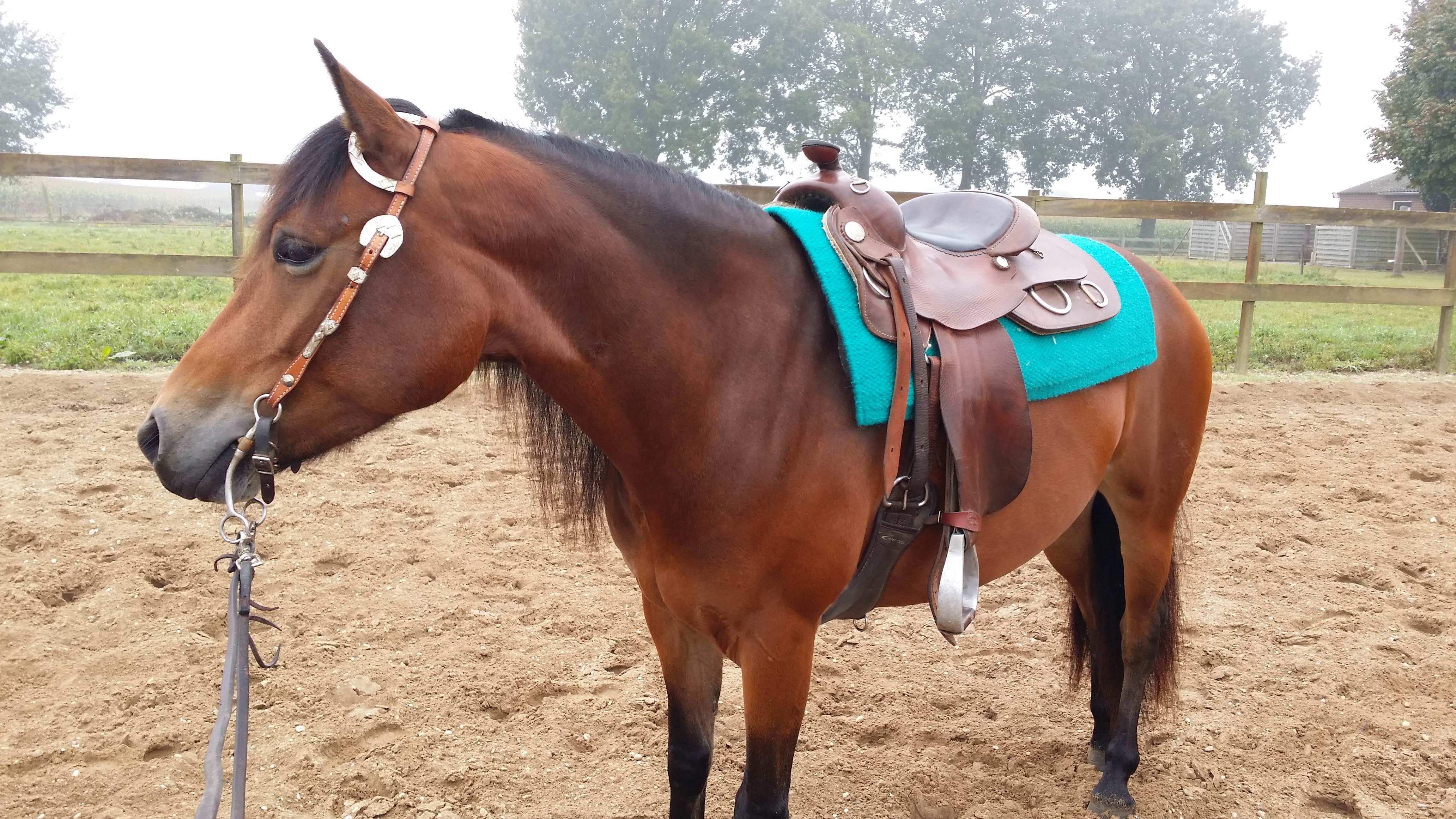 Quarter x haflinger Te koop Bokt.nl